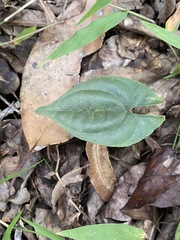 Dioscorea transversa