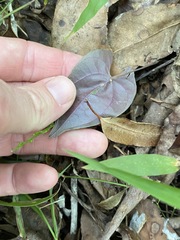 Dioscorea transversa