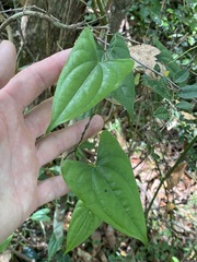 Dioscorea transversa