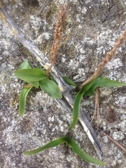 Platanthera elongata