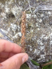 Platanthera elongata