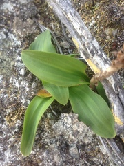 Platanthera elongata