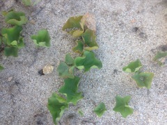 Dichondra occidentalis