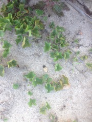 Dichondra occidentalis
