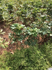 Heptapleurum arboricola