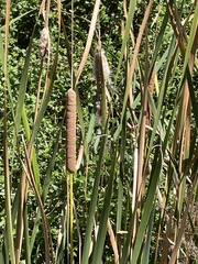 Typha capensis