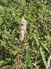 Typha capensis