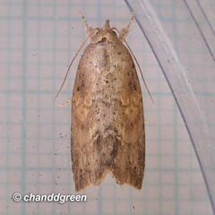 Camptozada mirabilis