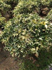 Heptapleurum arboricola