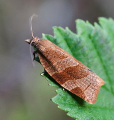 Pandemis cinnamomeana