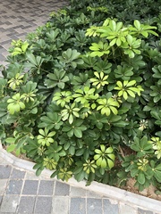 Heptapleurum arboricola