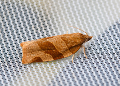 Pandemis cinnamomeana
