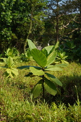 Barringtonia asiatica