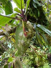 Pleurothallis ruberrima
