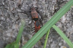 Leptocoris mitellatus