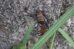 Leptocoris mitellatus