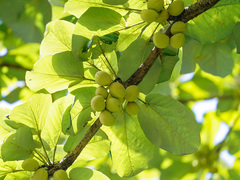 Sterculia macrophylla