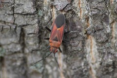 Leptocoris mitellatus