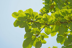 Sterculia macrophylla