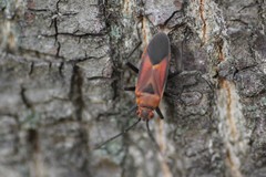 Leptocoris mitellatus