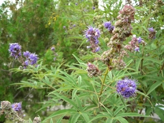 Vitex agnus-castus