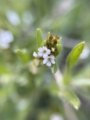Plagiobothrys canescens canescens