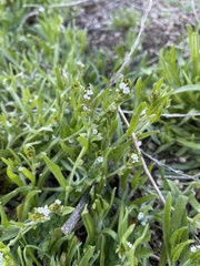 Plagiobothrys canescens canescens