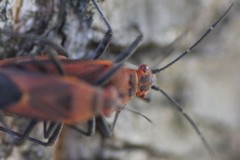 Leptocoris mitellatus