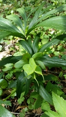 Helleborus viridis