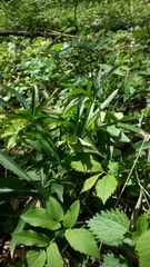 Helleborus viridis