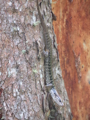 Concinnia tenuis