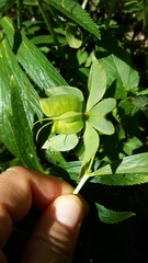 Helleborus viridis