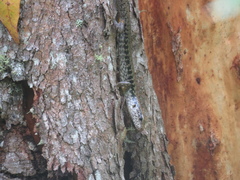 Concinnia tenuis