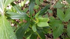 Helleborus viridis