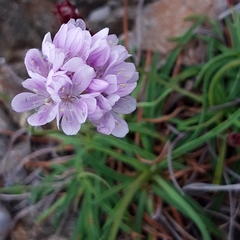 Armeria ruscinonensis