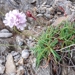 Armeria ruscinonensis