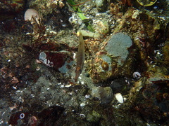 Aulorhynchus flavidus