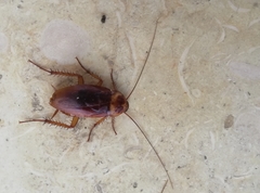 Periplaneta americana