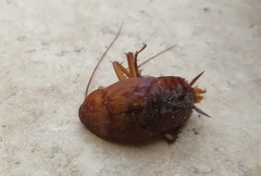 Periplaneta americana