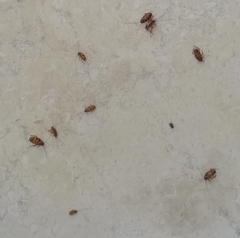 Periplaneta americana