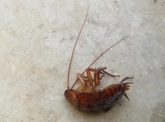 Periplaneta americana