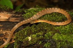 Leptodeira polysticta