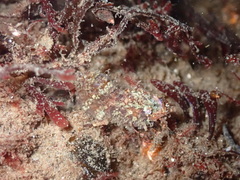 Spirontocaris prionota