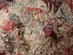 Spirontocaris prionota