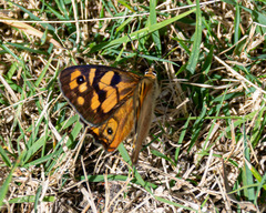 Heteronympha penelope penelope
