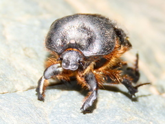Rhinocoeta cornuta