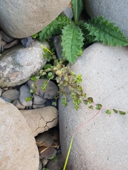 Epilobium pedunculare
