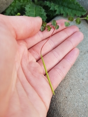 Epilobium pedunculare