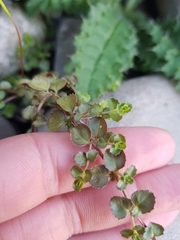 Epilobium pedunculare