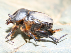 Rhinocoeta cornuta
